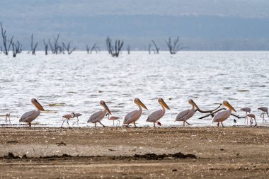 Pelikanlar Nakuru Gölü kıyıları boyunca tek sıra halinde yürüyorlar Kenya, Afrika