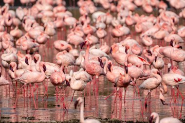 Kenya 'daki Nakuru Gölü' nün sularında ünlü pembe flamingolar. Tek bir kuşa odaklanmış.