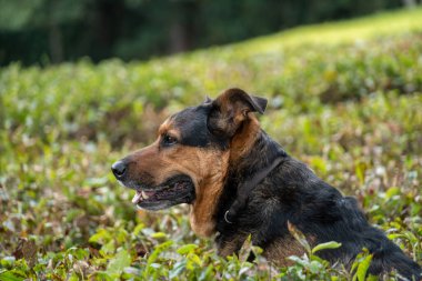 Sevimli melez köpek çay yapraklı bir tarlada oturur.