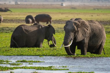 Fil ailesi Amboseli Ulusal Parkı Kenya, Afrika 'daki bataklıkta içiyor.