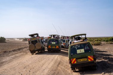 Ambroseli Ulusal Parkı, Kenya - 5 Mart 2023: Bir aslan görüldüğünde trafik sıkışıklığı ve safari araçları kalabalığı