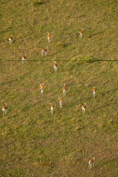 stock image Antelope impalas run along the grassy savannah of the Masaai Mara Reserve in Kenya Africa. Aerial shot photo