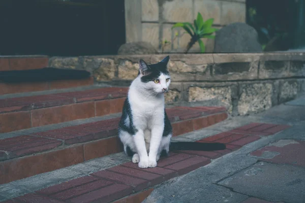 stock image Black and white cat sits on cement steps, staring into the distance