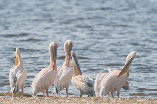 Pelicanos Longo Margem Lago Parque Nacional Lago Nakuru Quênia África — Fotografia de Stock