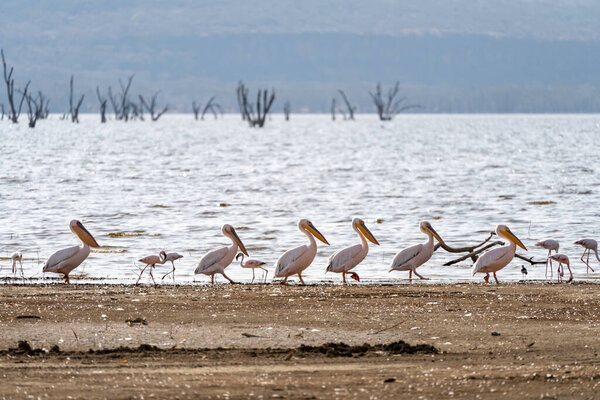 Пеликаны маршируют по берегу национального парка озера Накуру в Кении, Африка