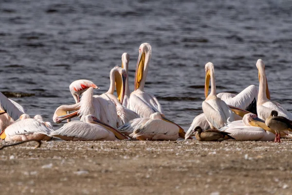 Pelicanos Parque Nacional Lago Nakuru Quênia África — Fotografia de Stock