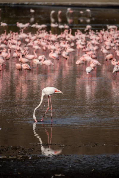Famosos Flamingos Rosados Água Parque Nacional Lago Nakuru Quênia África — Fotografia de Stock