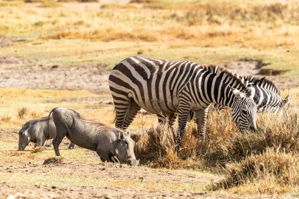 Warthogs Cebras Mastican Comen Hierba Parque Nacional Del Lago Nakuru —  Fotos de Stock