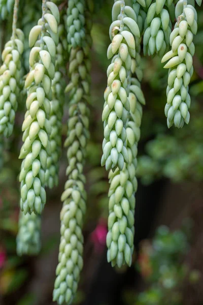 stock image Burros Tail, a species of Stonecrops, also known as Doneys Tail is a succulent type plant that is typically planted in a hanging pot or basket. Selective focus