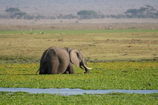 Lone elephant walks in the marsh swamp in Amboseli National Park Kenya