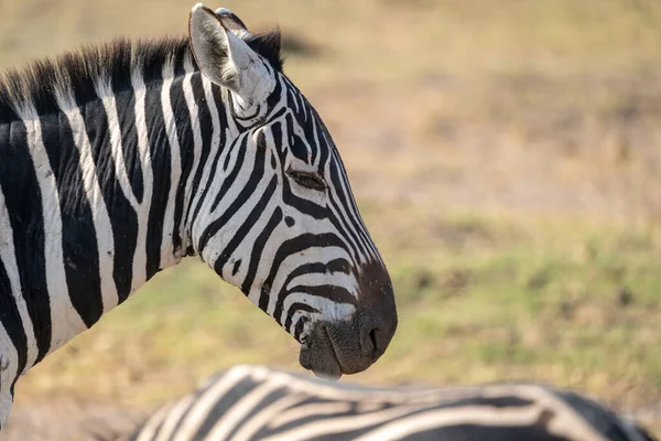 Close Retrato Uma Zebra Parque Nacional Amboseli Quênia — Fotografia de Stock
