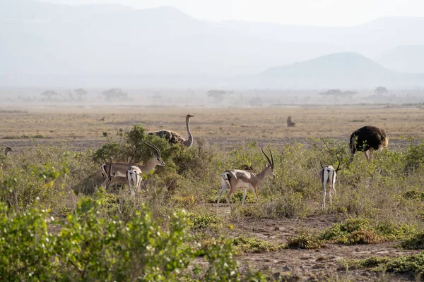 Impalas Aves Avestruz Pastan Tierra Del Parque Nacional Amboseli Kenia — Foto de Stock