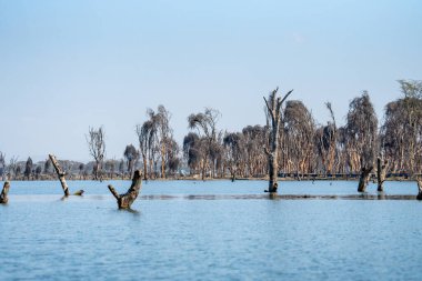 Naivasha Gölü Kenya, Doğu Afrika 'da ölü ağaçlar ve kütükler.