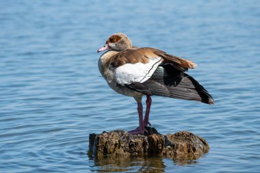 Egyptian Goose bird, a species of geese, sits perched on a dead tree stump in Lake Naivasha Kenya, Africa clipart