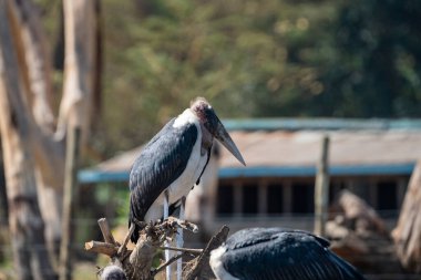 Ciconiidae familyasından bir kuş türü olan Marabou Stork, Naivasha Gölü 'ne tünemiştir.