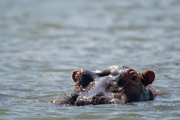 Portrait of a hippo with its head emerged above water in Lake Naivasha in Kenya