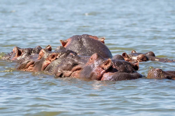 Velké Hroší Rodinné Shluky Spolu Hlavami Vyčnívajícími Vody Lake Naivasha — Stock fotografie