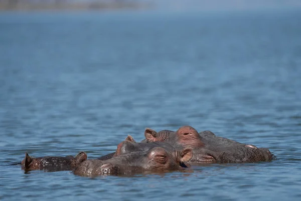 Drie Nijlpaarden Steken Hun Hoofd Uit Het Water Selectief Gericht — Stockfoto