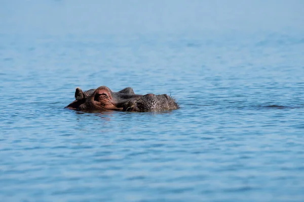 Hroch Vystrkuje Hlavu Vody Během Dne Jezera Naivasha Keňa Afrika — Stock fotografie