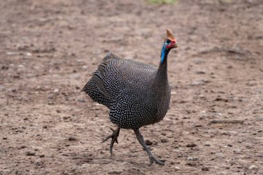 Kasklı Guineafowl kuşu Tanzanya 'da kameraya doğru koşuyor.