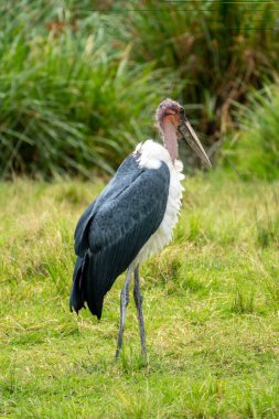 Marabou Stork, bir tarayıcı kuş, kafasını çeviriyor, Tanzanya 'daki Ngorongoro Krateri' ne kaçırılıyor.