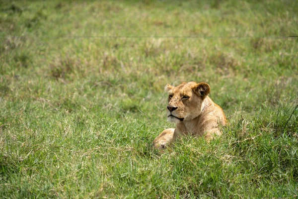 在坦桑尼亚恩戈龙戈罗火山口 可敬的狮子 坐在草地上 苍蝇爬向它 — 图库照片