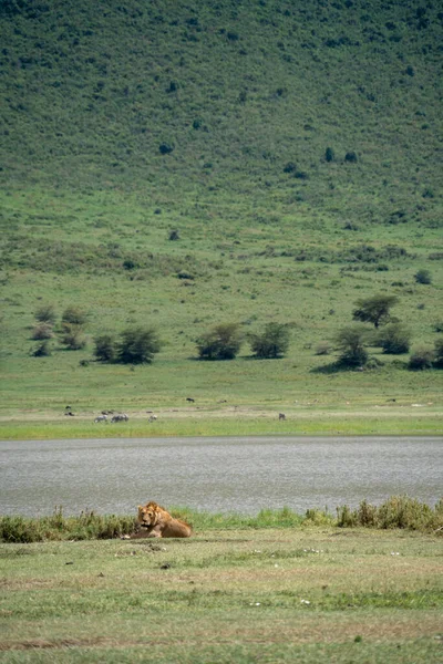 在坦桑尼亚恩戈龙戈罗陨石坑 狮子与人一起坐在草地上 苍蝇爬向狮子 — 图库照片