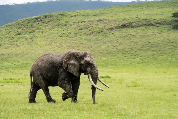 旧泥だらけのオスの象の草の上にNgorongoro Crater Tanzana — ストック写真
