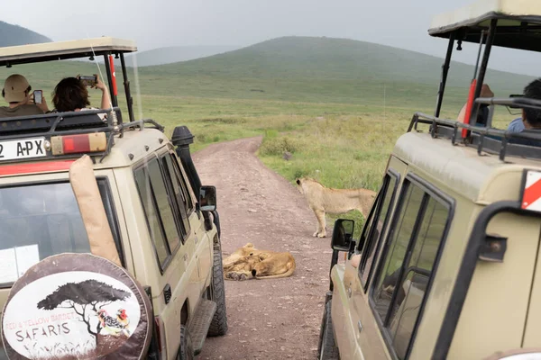 Cratere Ngorongoro Tanzania Marzo 2023 Folle Veicoli Safari Radunano Attorno — Foto Stock