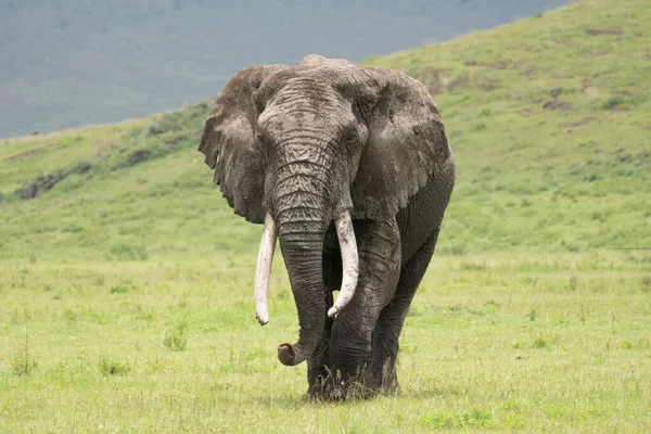 Duży Błotnisty Słoń Spaceruje Trawie Kraterze Ngorongoro Tanzanii — Zdjęcie stockowe