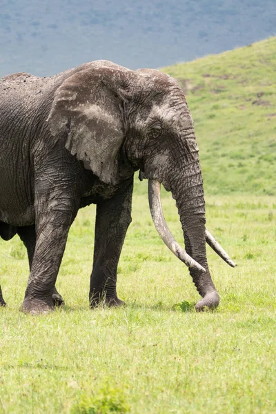 Elefante Grande Fangoso Camina Través Hierba Cráter Ngorongoro Tanzania — Foto de Stock