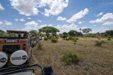 Tanzania, Africa - March 13, 2023: Safari vehicle traffic jam in Tarangire National Park as tourists view an elephant in the wild clipart