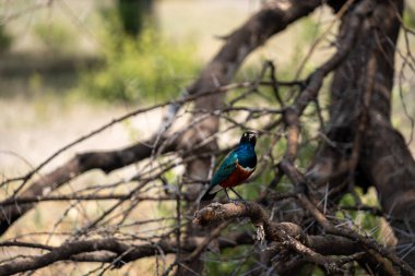 Muhteşem Starling kuşu Tarangire Ulusal Parkı 'nda bir dala tünemiş yemek yiyor.