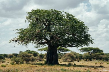 Tarangire Ulusal Parkı Afrika 'da baobob ağacıyla güzel Tanzanya manzarası