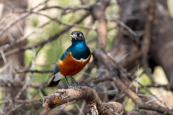 Superb Starling bird perched on a branch in Tarangire National Park, eating
