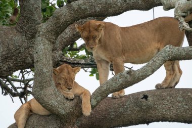 Serengeti Ulusal Parkı Tanzanya 'da Kigelia olarak da bilinen sosis ağacında ağaç tırmanan aslanlar uyur.