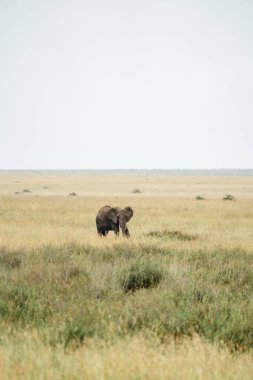 Serengeti Ulusal Parkı 'nın çimenli ovasında tek başına yürüyen bir fil.