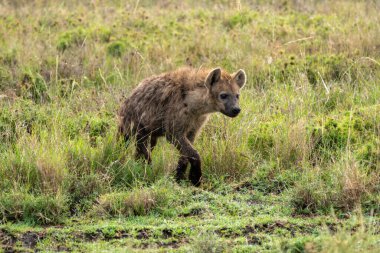 Sırtlan, Serengeti Ulusal Parkı Tanzanya 'da yiyecek aramak için uzun otların arasından çıkar.