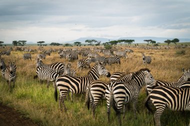 Serengeti Ulusal Parkı 'nda büyük bir zebra sürüsü Tanzanya safari arabası ve arka planda sıcak hava balonları.