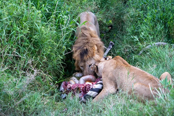 Lvi Hodují Jedí Zebře Čerstvě Zabité Národním Parku Serengeti Tanzanie — Stock fotografie