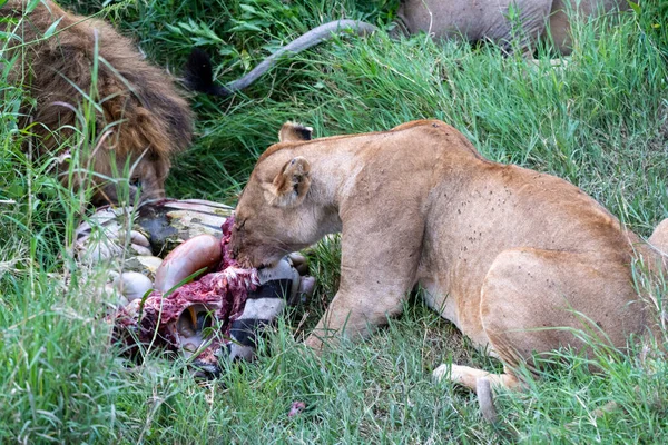Lvi Hodují Jedí Čerstvě Usmrcené Zebře Národní Park Serengeti Tanzanie — Stock fotografie