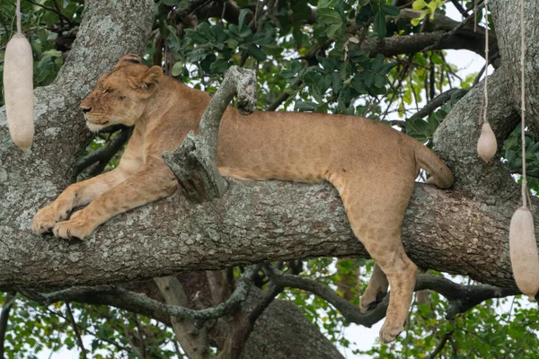 Tree climbing lion sleeps on the sausage tree, also known as Kigelia, in Serengeti National Park Tanzania