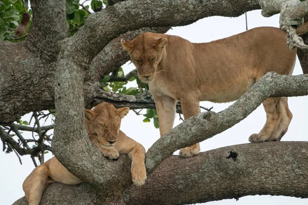 Tree climbing lions sleep on the sausage tree, also known as Kigelia, in Serengeti National Park Tanzania
