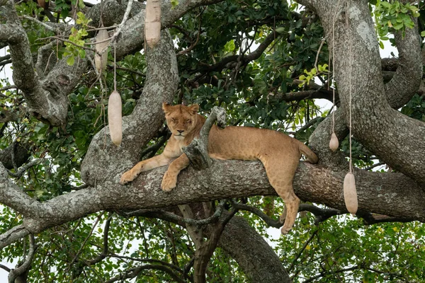 Tree climbing lion sleeps on the sausage tree, also known as Kigelia, in Serengeti National Park Tanzania