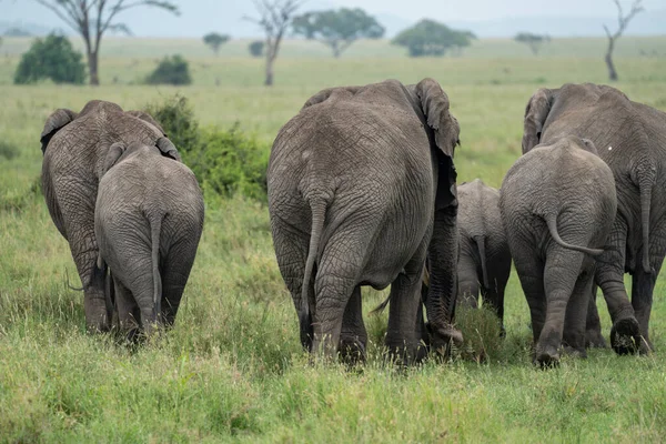 セレンゲティ国立公園を歩いていると 群れの家族の象の尻 — ストック写真