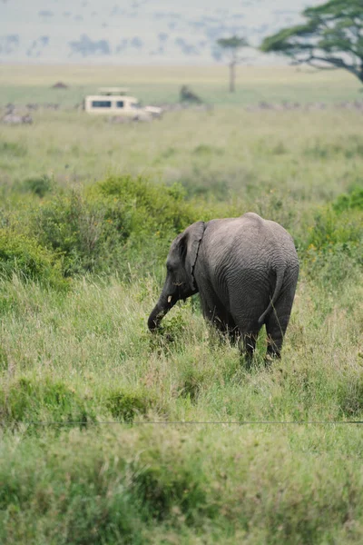 Elephant Wypasu Trawie Safari Pojazdu Nieostre Tle Zrobione Parku Narodowym — Zdjęcie stockowe