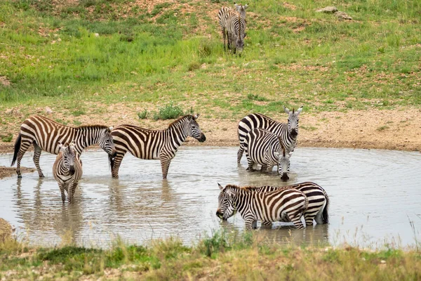 Zebras Bebe Poço Água Parque Nacional Serengeti Tanzânia — Fotografia de Stock