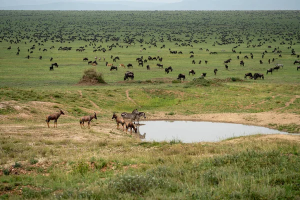 Εκατοντάδες Γκνου Διασχίζουν Εθνικό Πάρκο Serengeti Μεγάλη Μετανάστευση Καθώς Ζέβρες — Φωτογραφία Αρχείου