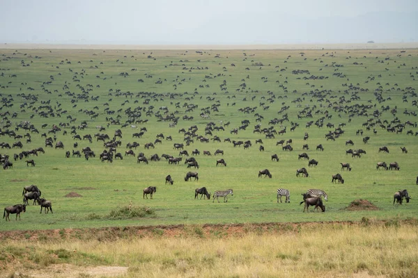 Stovky Pakoňů Napříč Národním Parkem Serengeti Velká Migrace — Stock fotografie