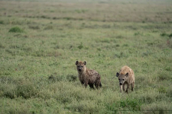 Twee Hyena Sluipen Door Grasvlakte Van Serengeti National Park — Stockfoto